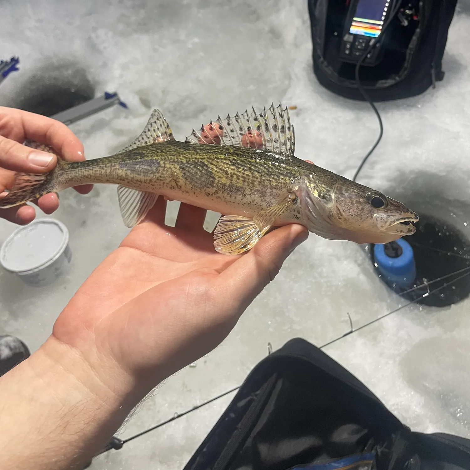 The most recent Sauger catches on Fishbrain