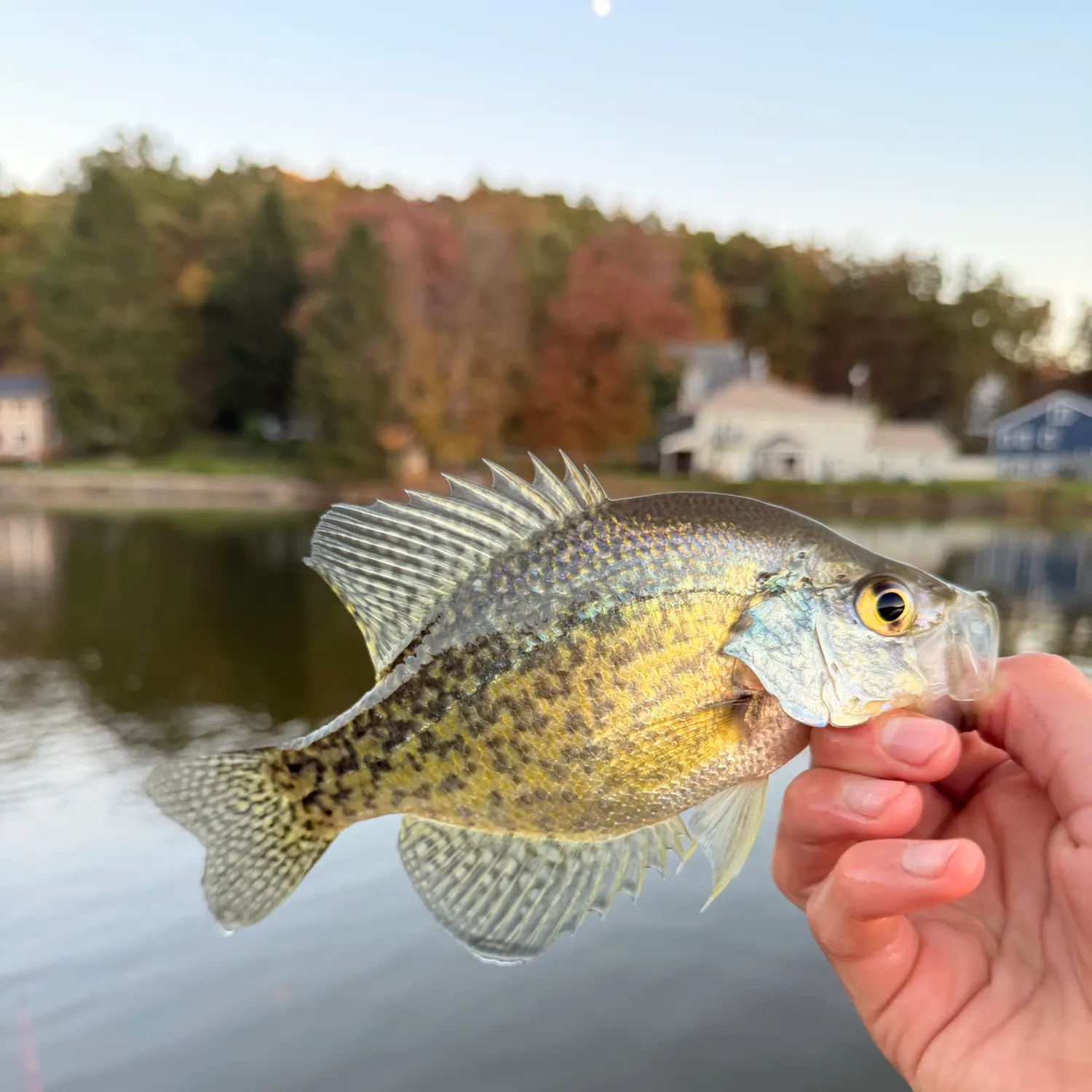 White crappie caught on Fishbrain