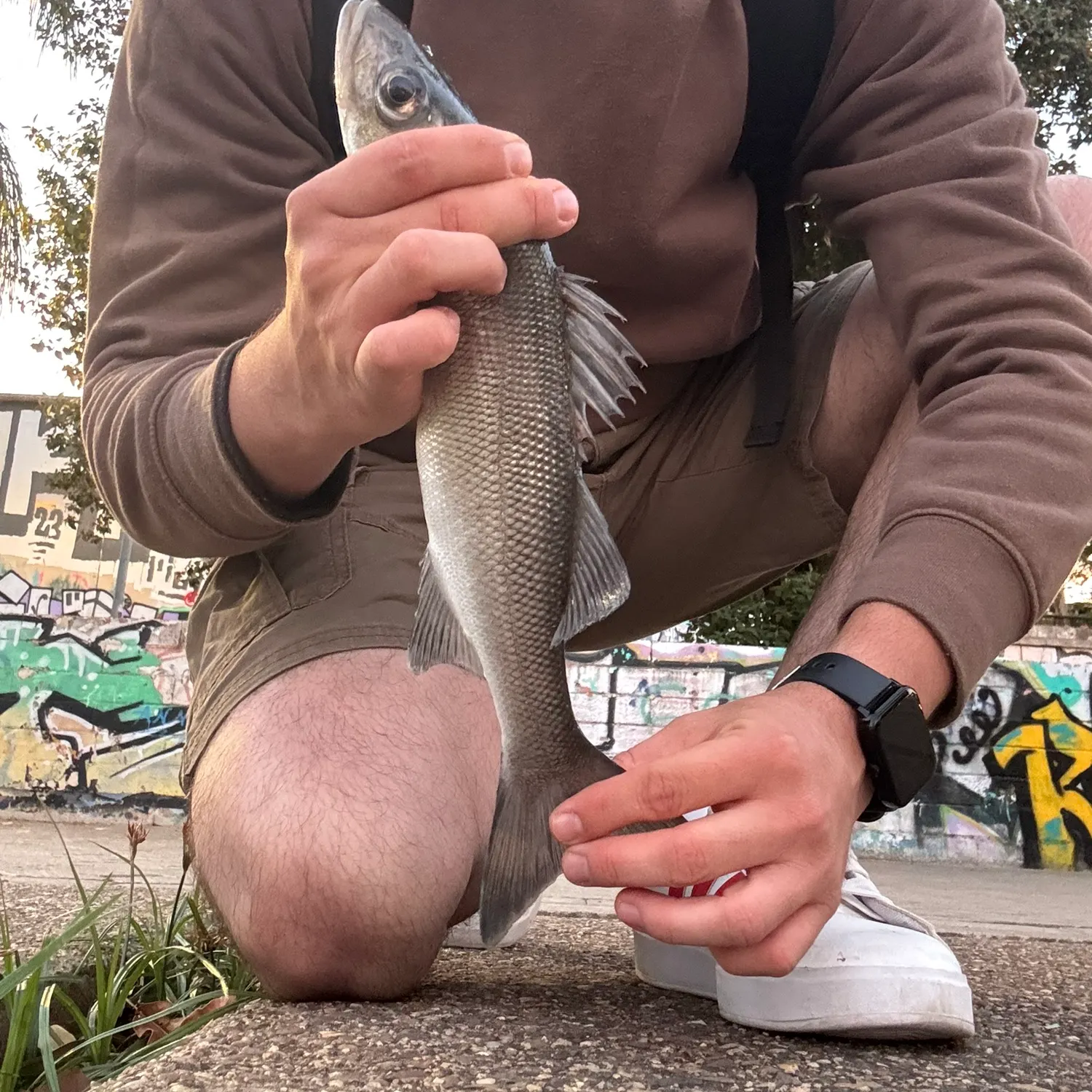 European seabass caught on Fishbrain