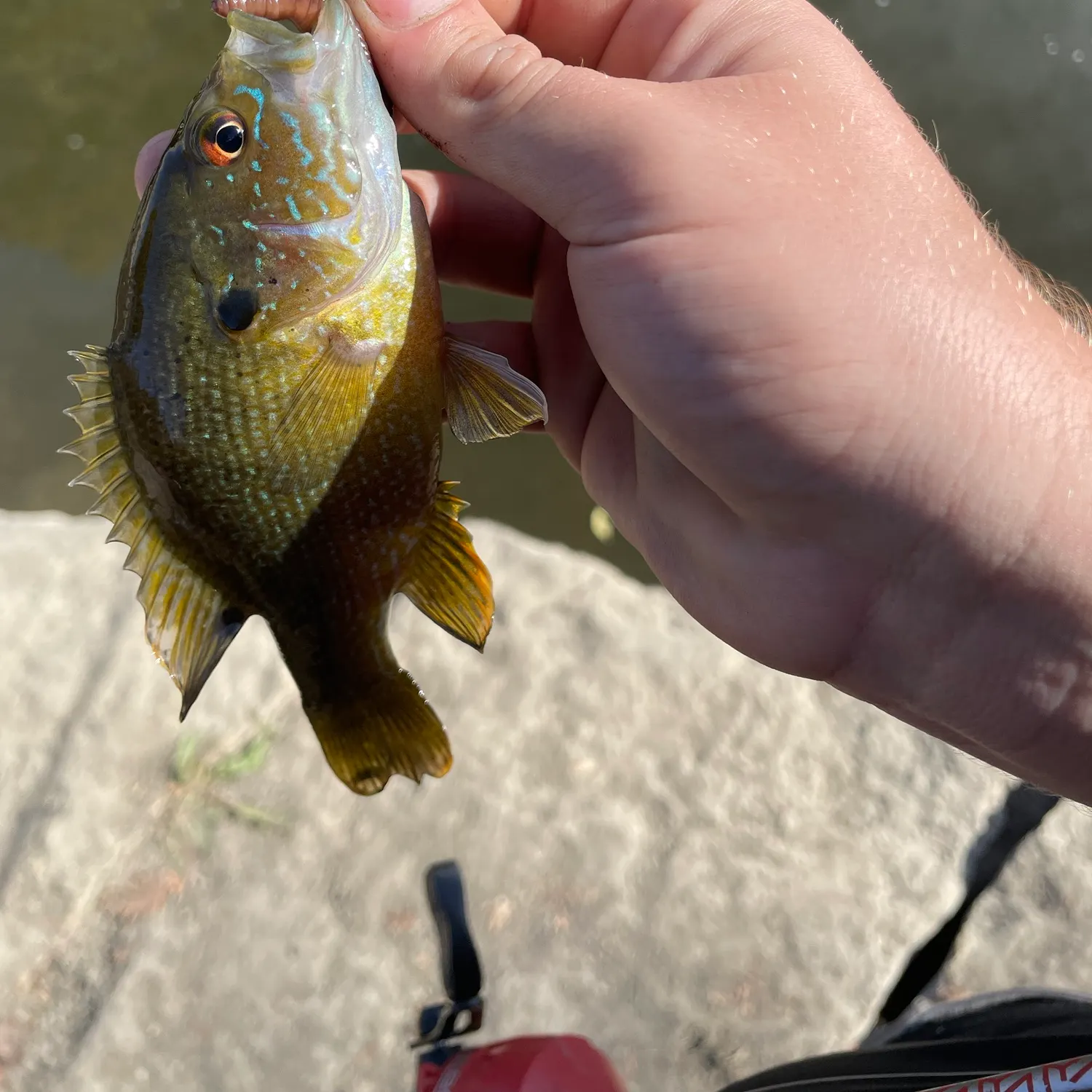 The most recent Green sunfish catches on Fishbrain
