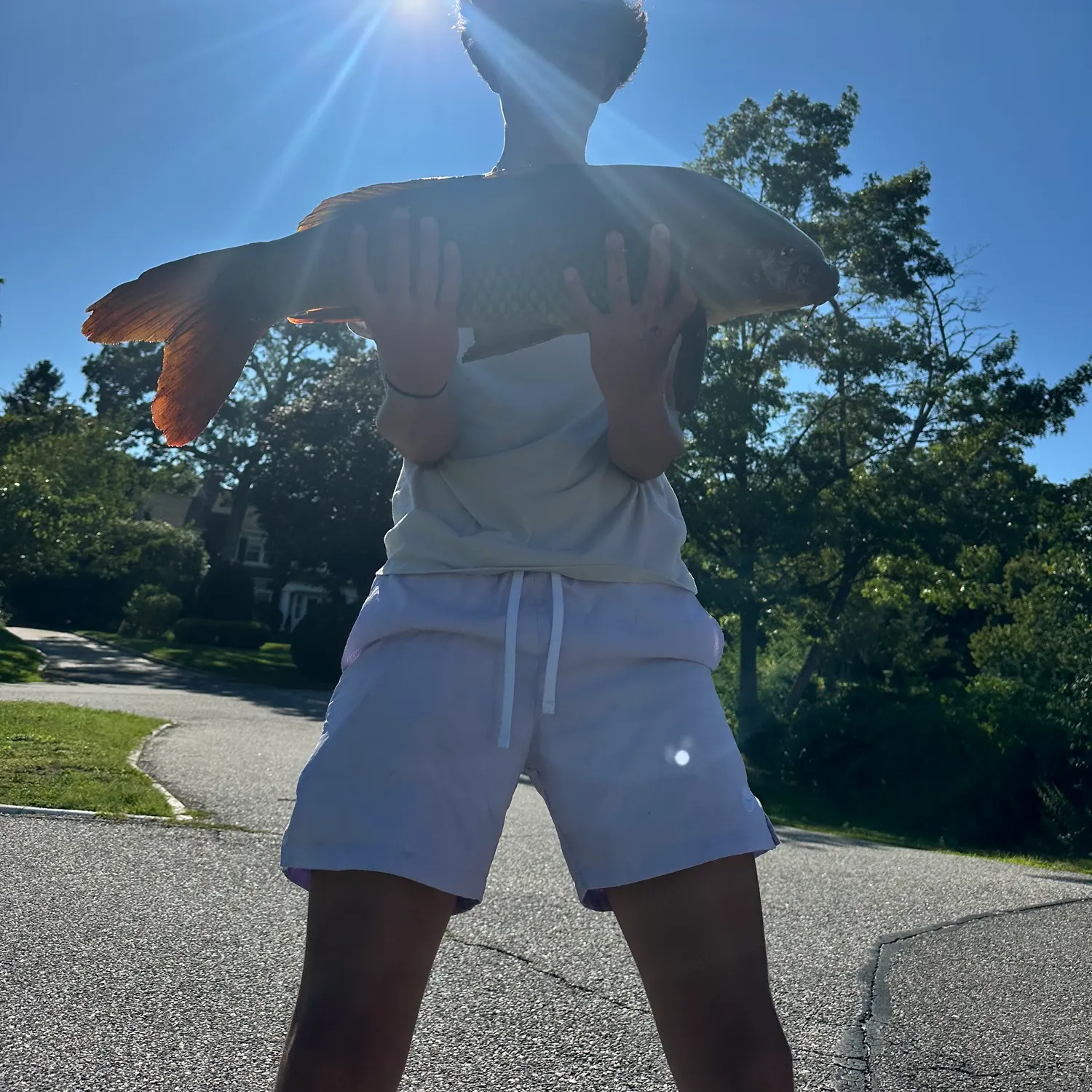 Common carp caught on Fishbrain