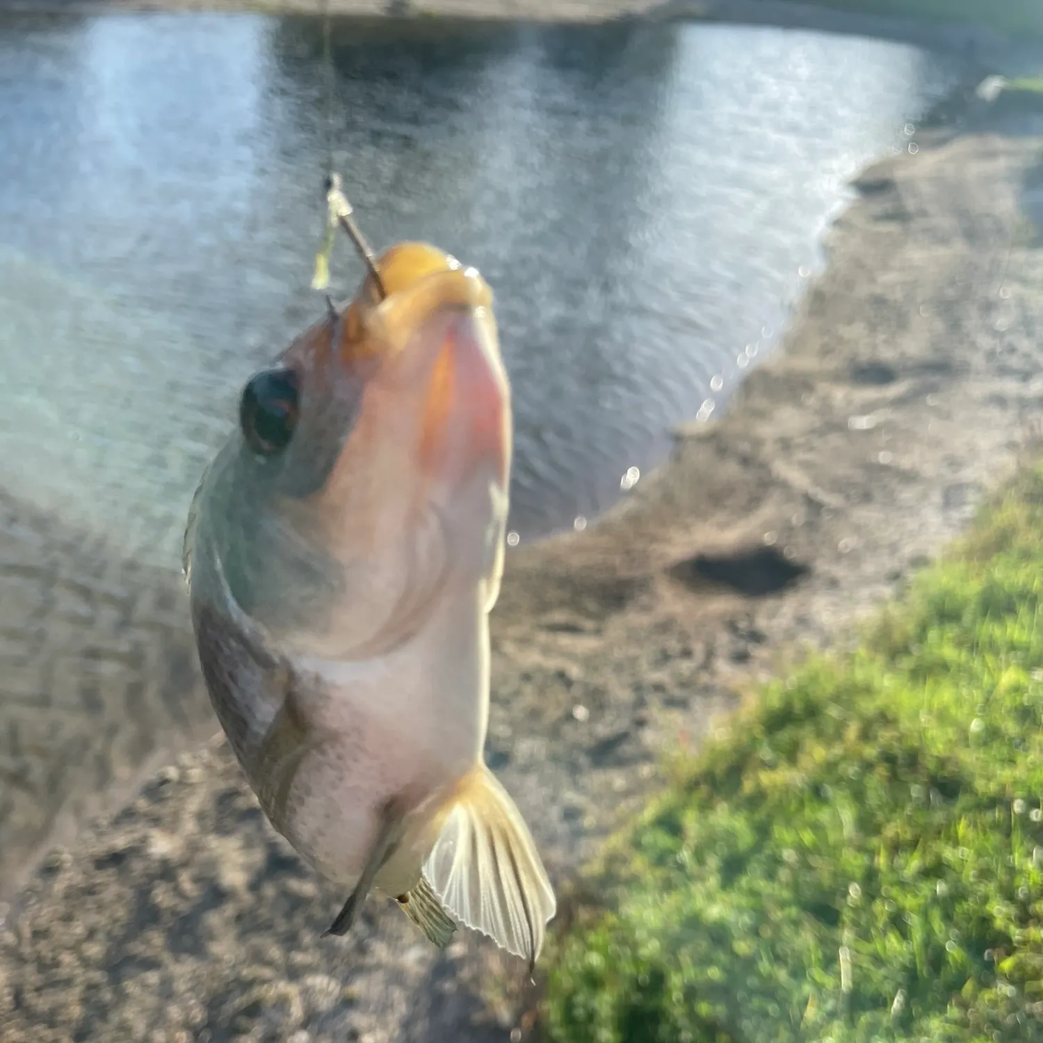 The most recent Longfin tilapia catches on Fishbrain