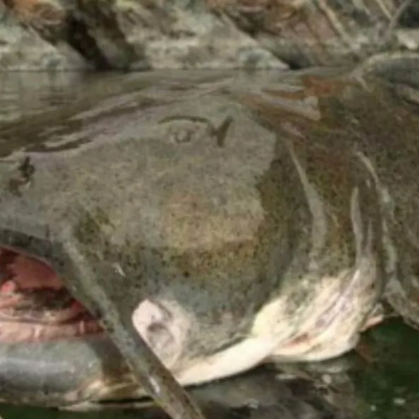 The most recent American angler catches on Fishbrain