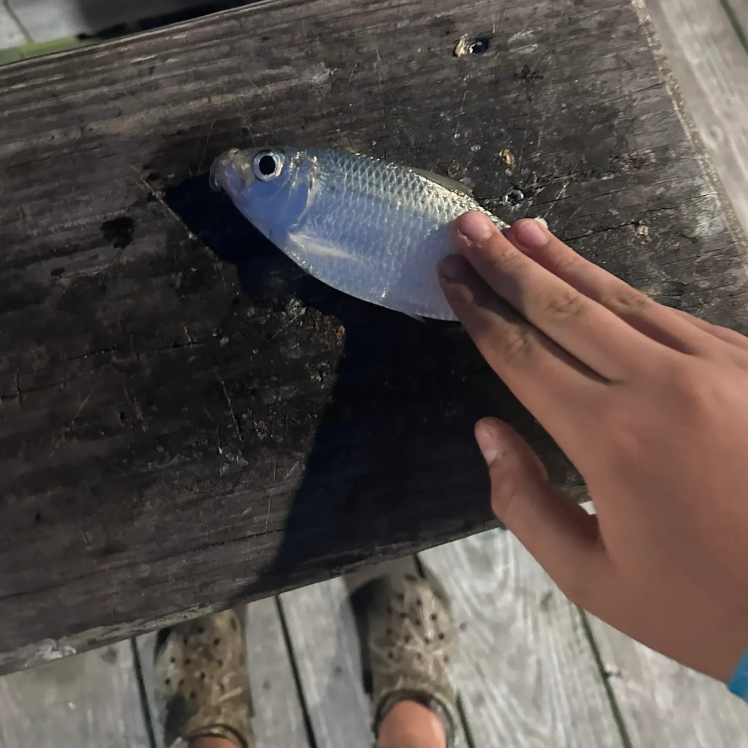 The most recent Gulf menhaden catches on Fishbrain