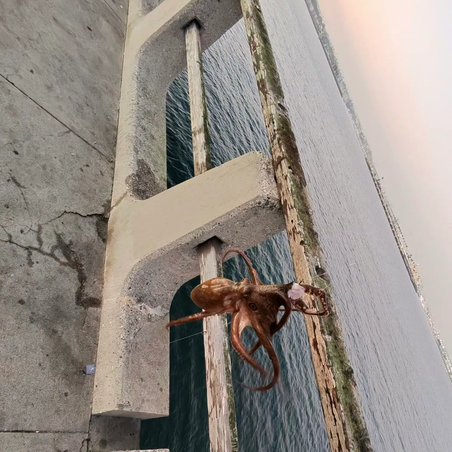 The most recent California two-spot octopus catches on Fishbrain