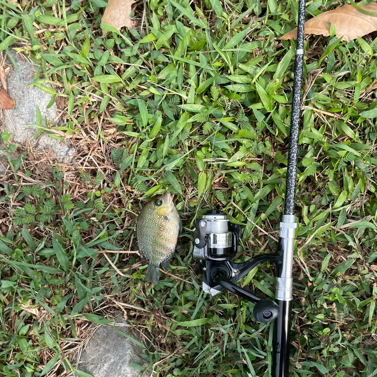 The most recent Pearlspot catches on Fishbrain
