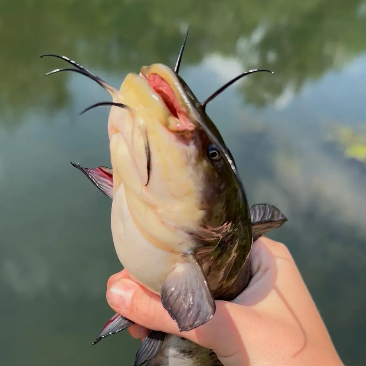 Black bullhead caught on Fishbrain