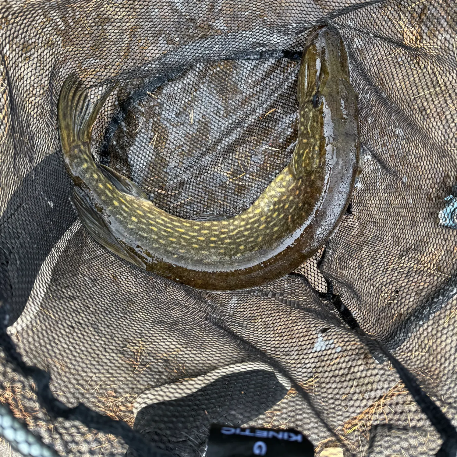 Northern pike caught on Fishbrain