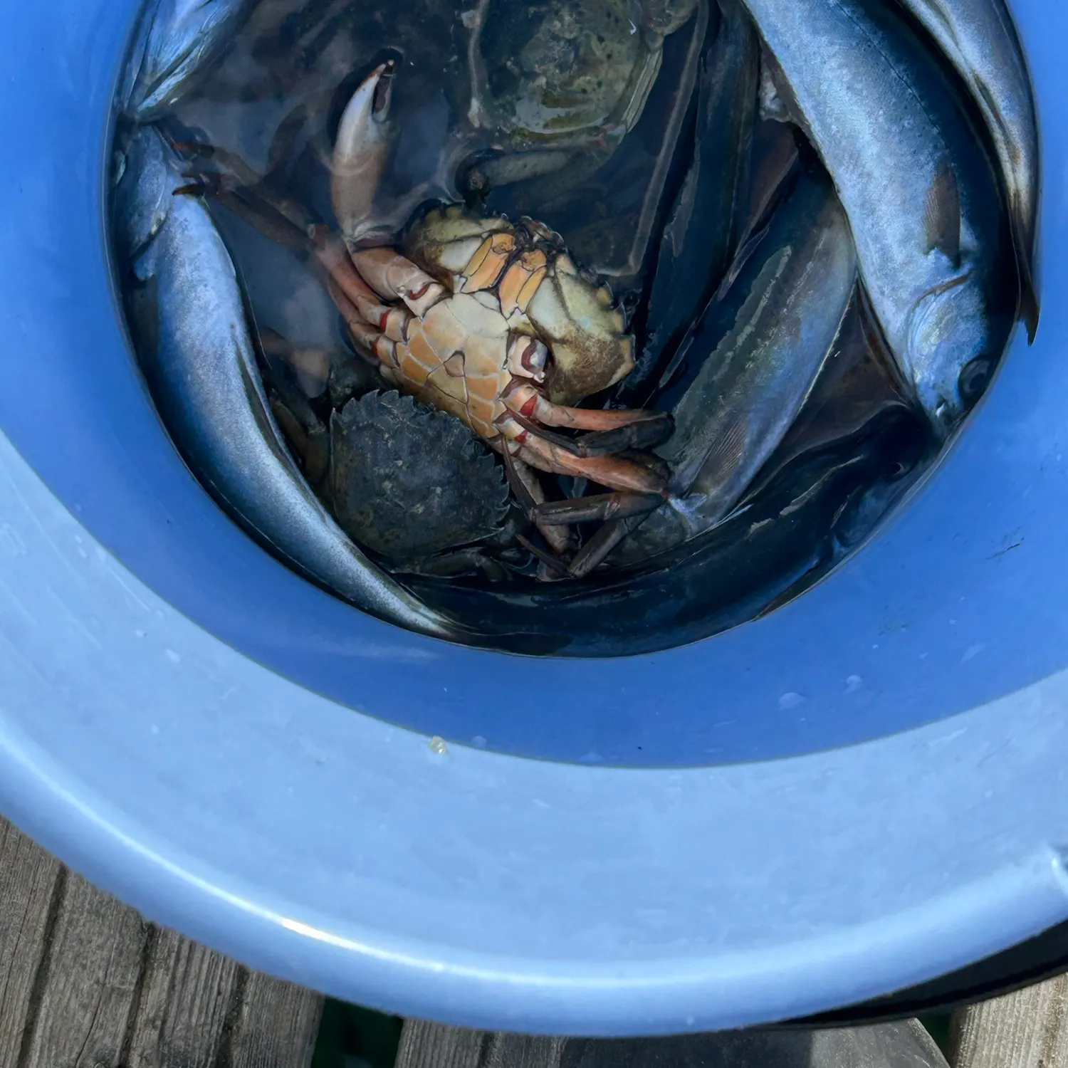 The most recent Atlantic pollock catches on Fishbrain