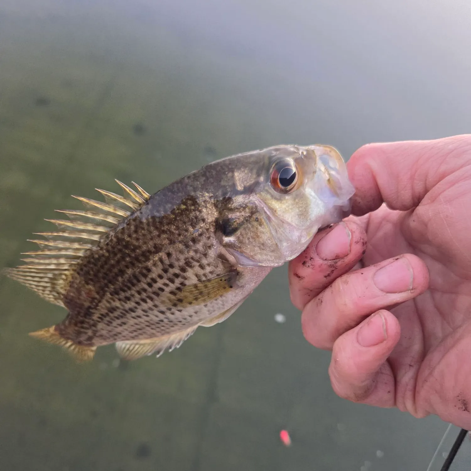 Rock bass caught on Fishbrain