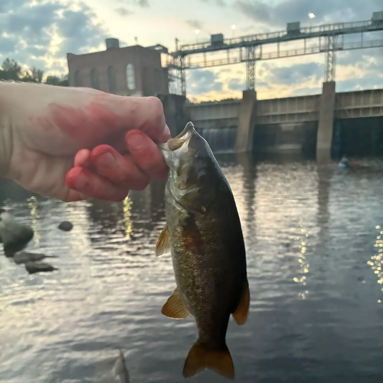 Smallmouth bass caught on Fishbrain