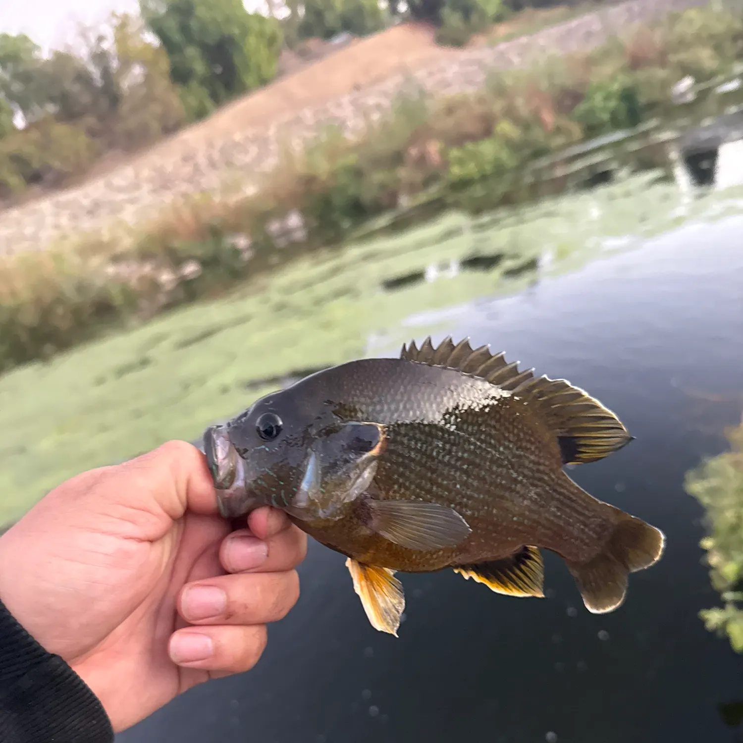 Fish caught on Fishbrain