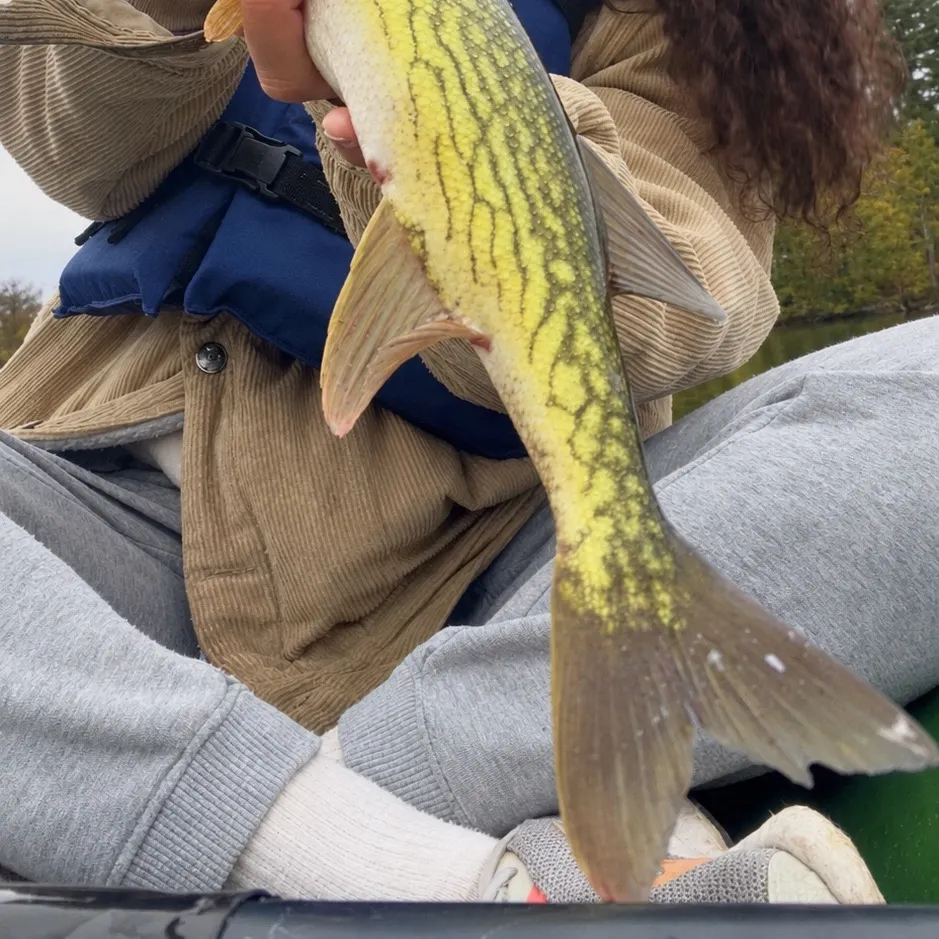 Chain pickerel caught on Fishbrain