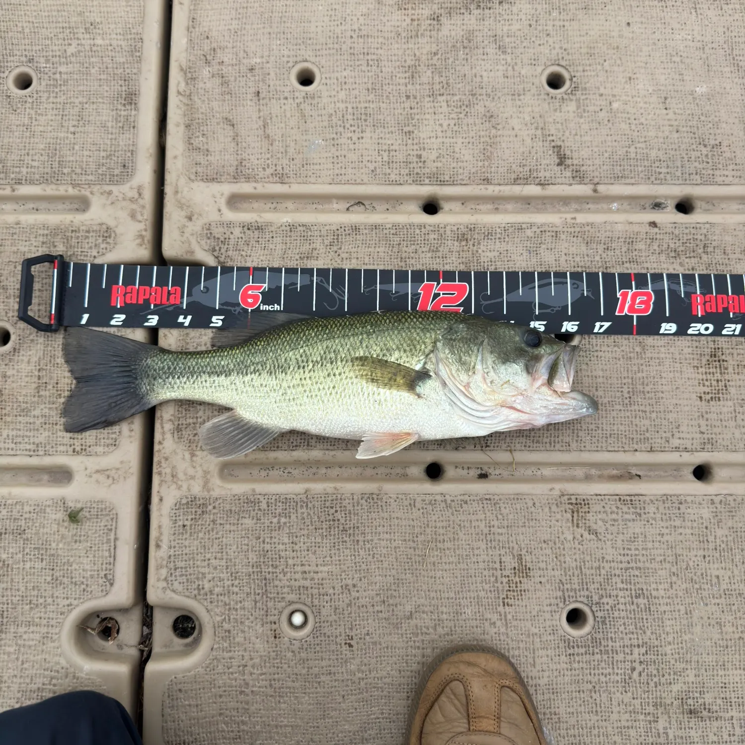 Largemouth bass caught on Fishbrain