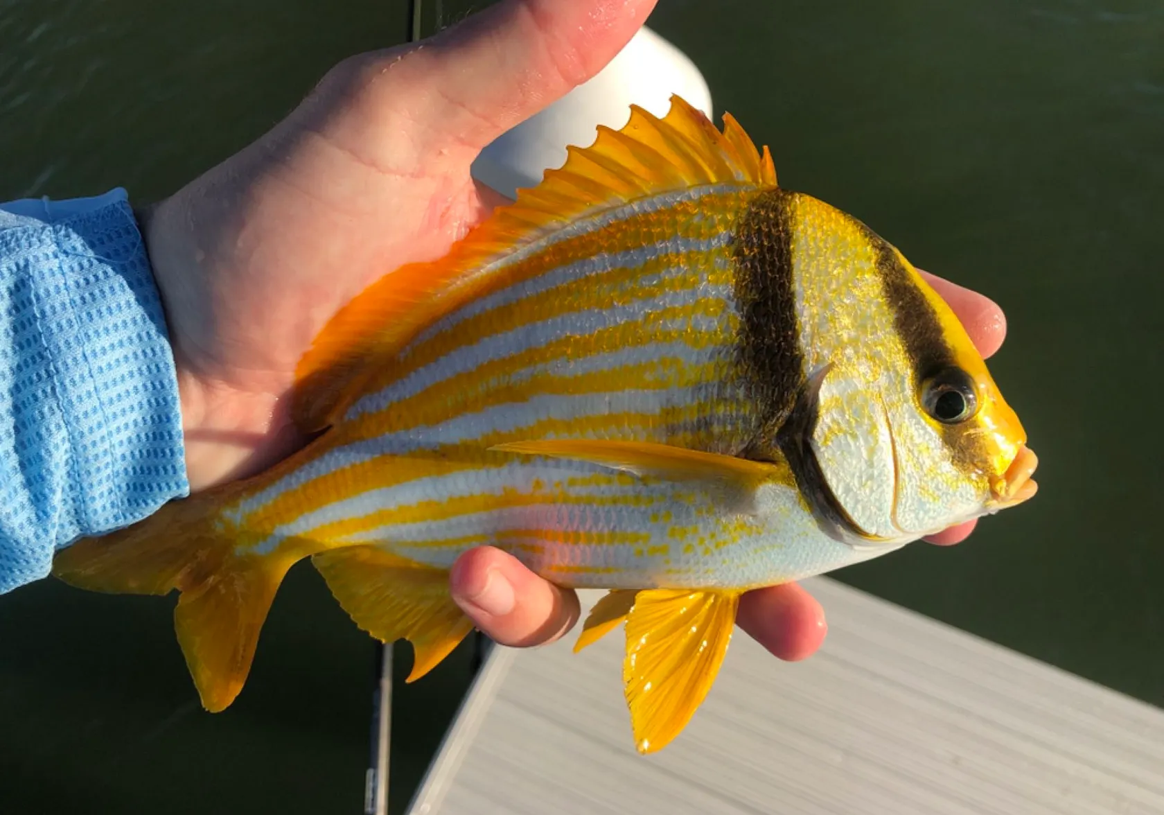 Atlantic porkfish