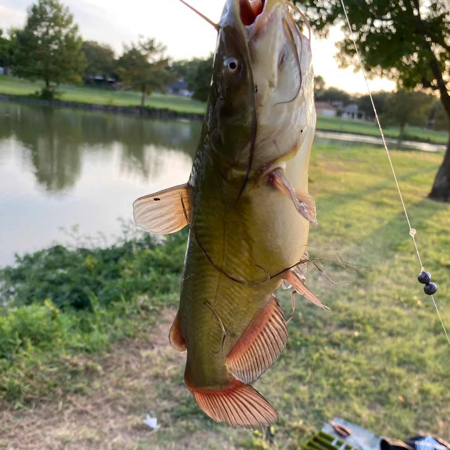 Yellow bullhead caught on Fishbrain