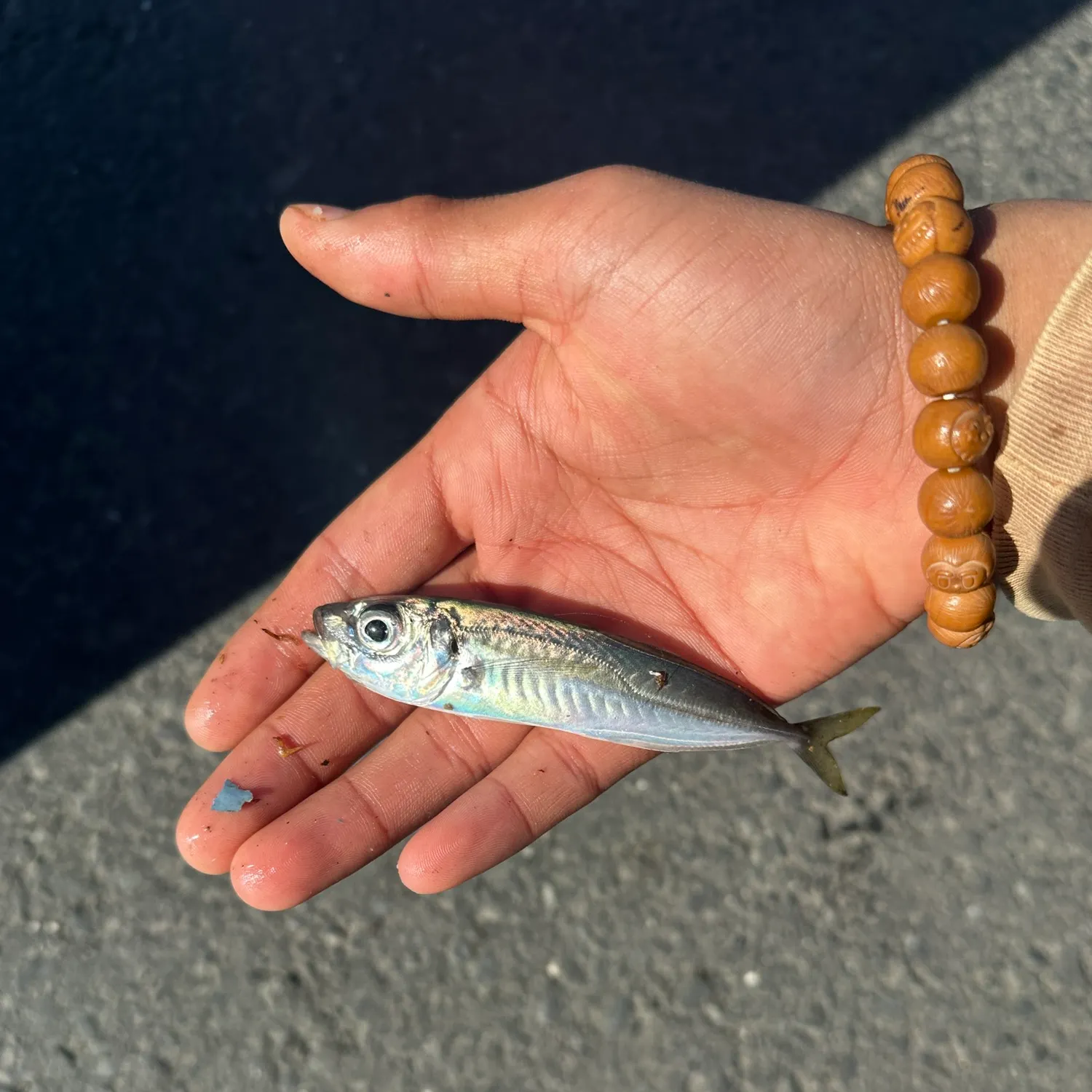 The most recent Atlantic horse mackerel catches on Fishbrain