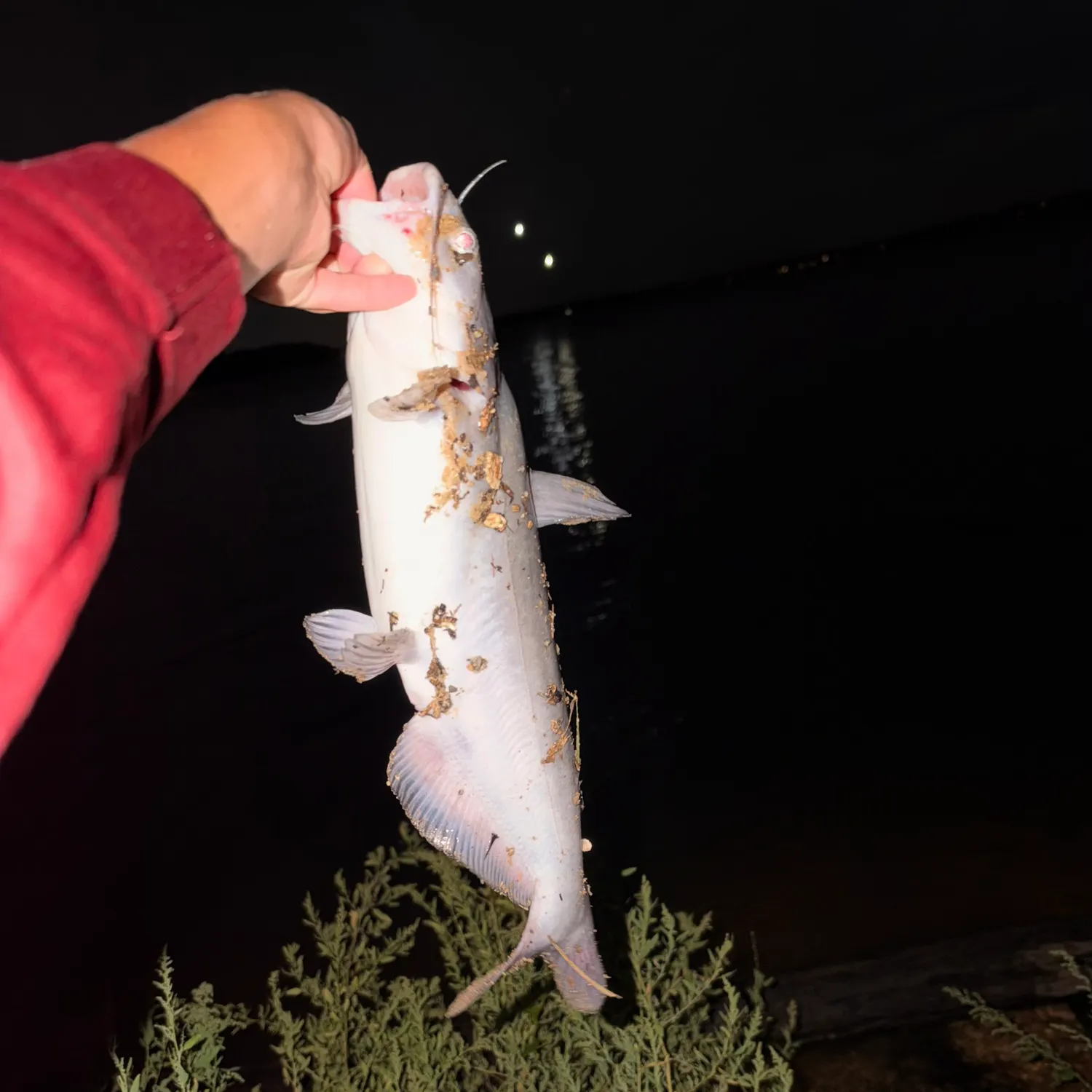 Blue catfish caught on Fishbrain