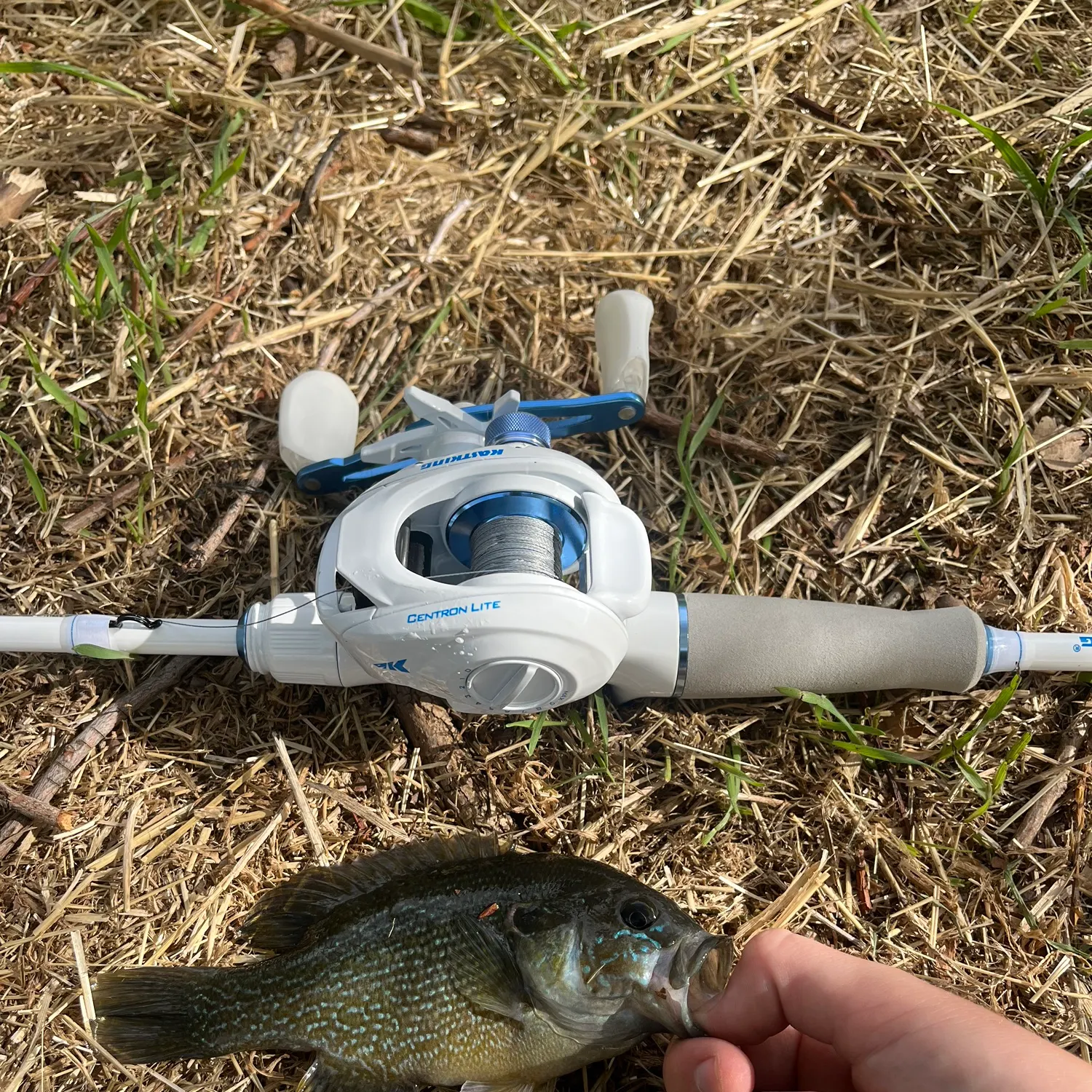 Common carp caught on Fishbrain