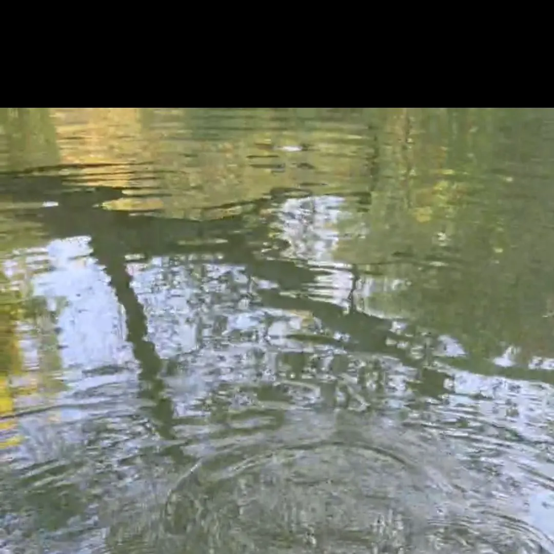 Alligator snapping turtle caught on Fishbrain