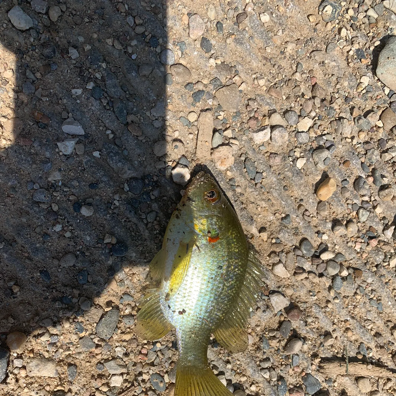 Redear sunfish caught on Fishbrain