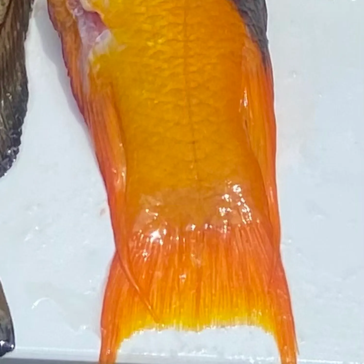 The most recent Spanish hogfish catches on Fishbrain