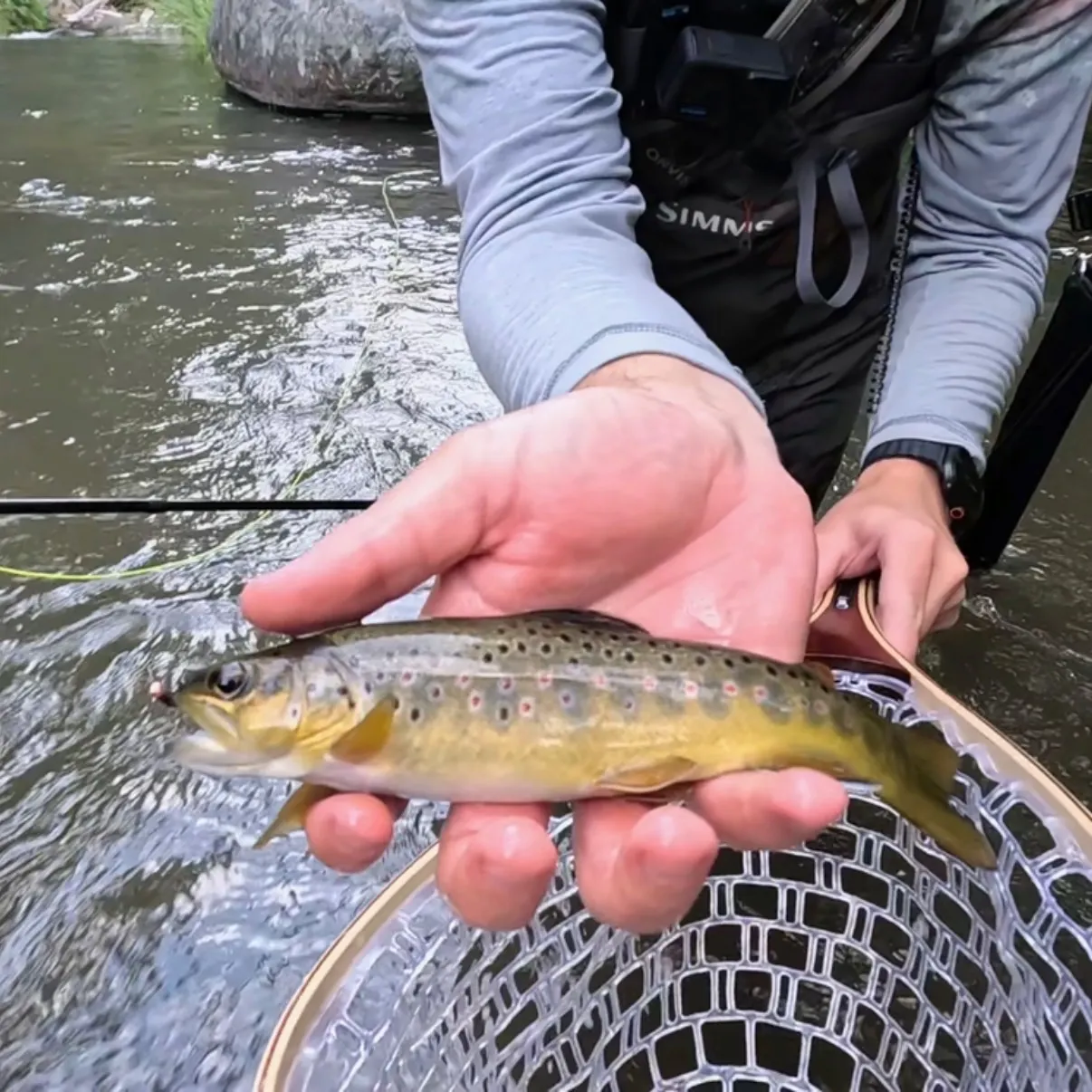Brown trout caught on Fishbrain