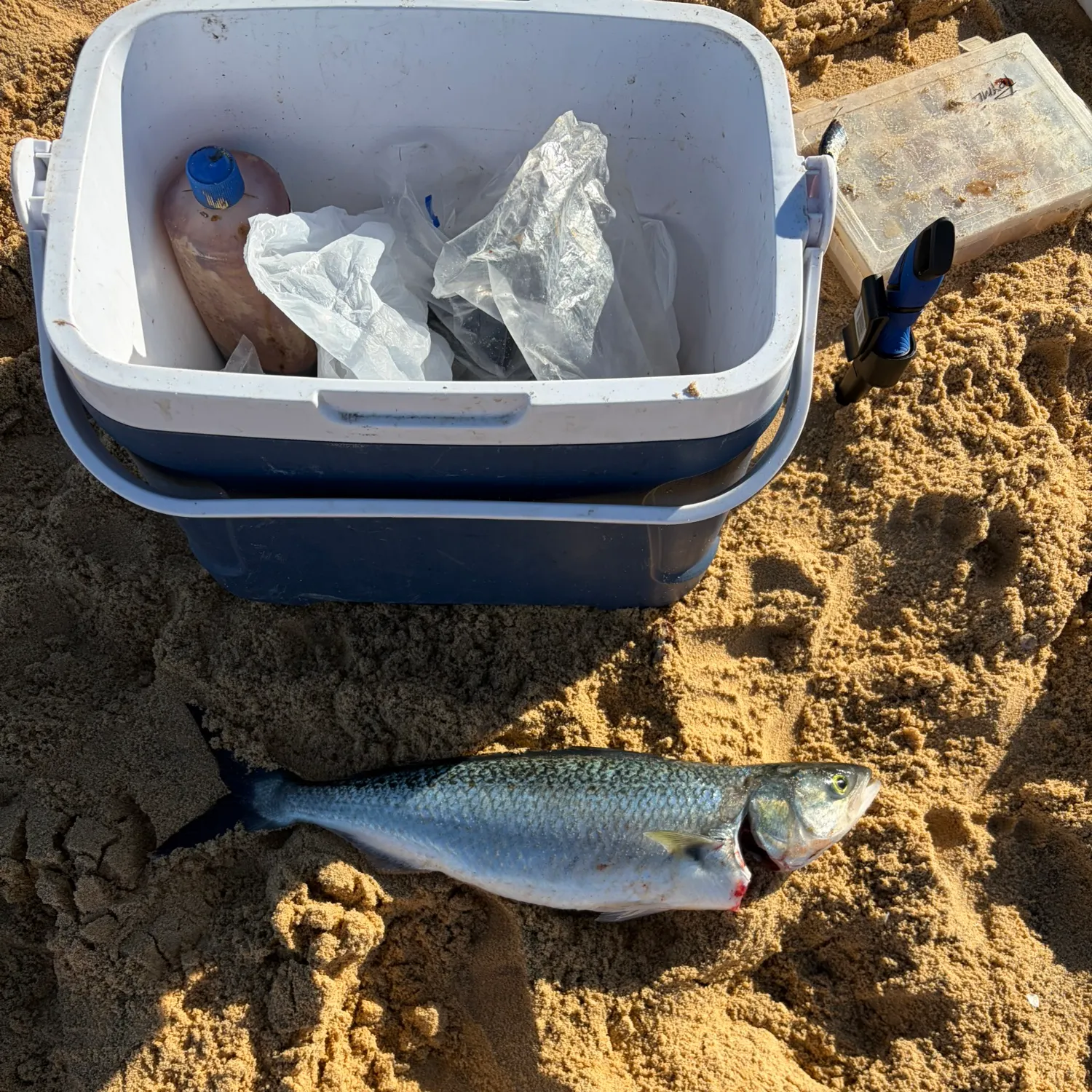 The most recent Eastern Australian salmon catches on Fishbrain