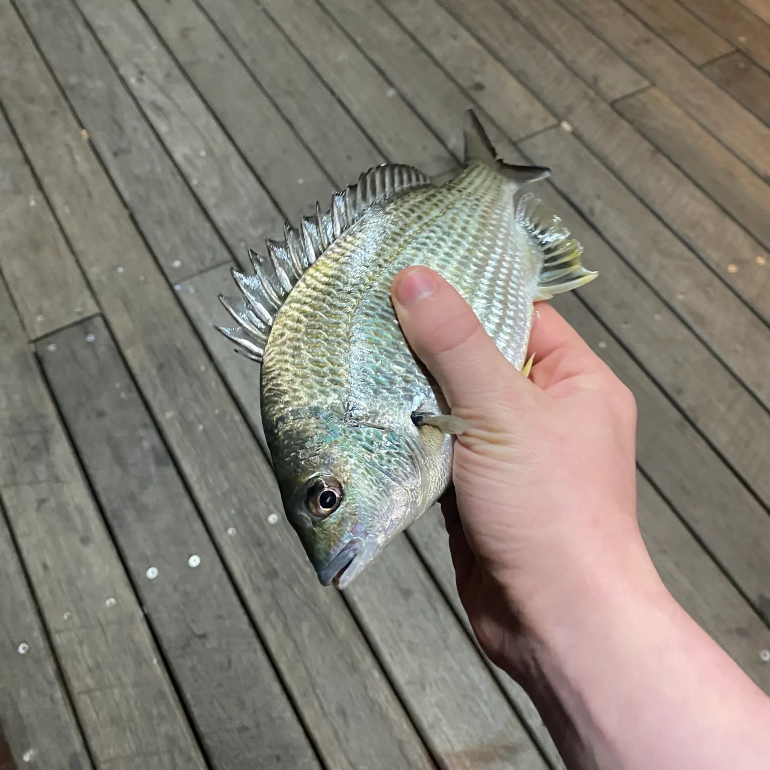 catch