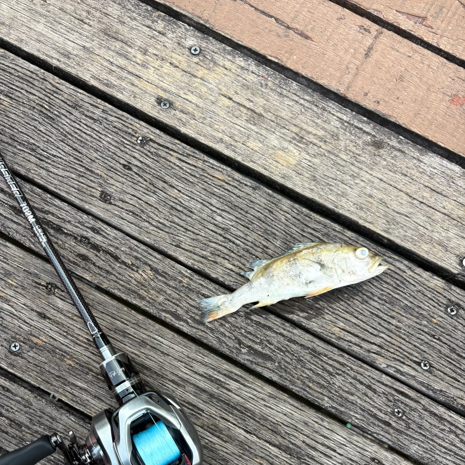Butterfly peacock bass caught on Fishbrain