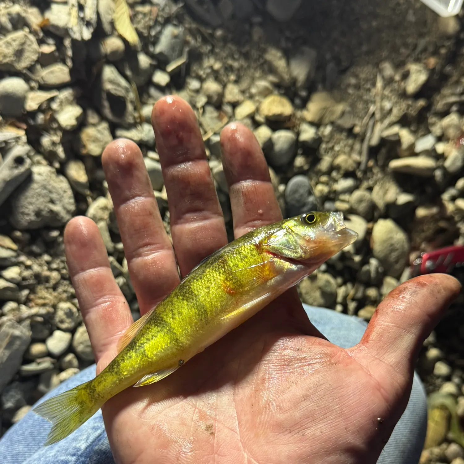 Yellow perch caught on Fishbrain