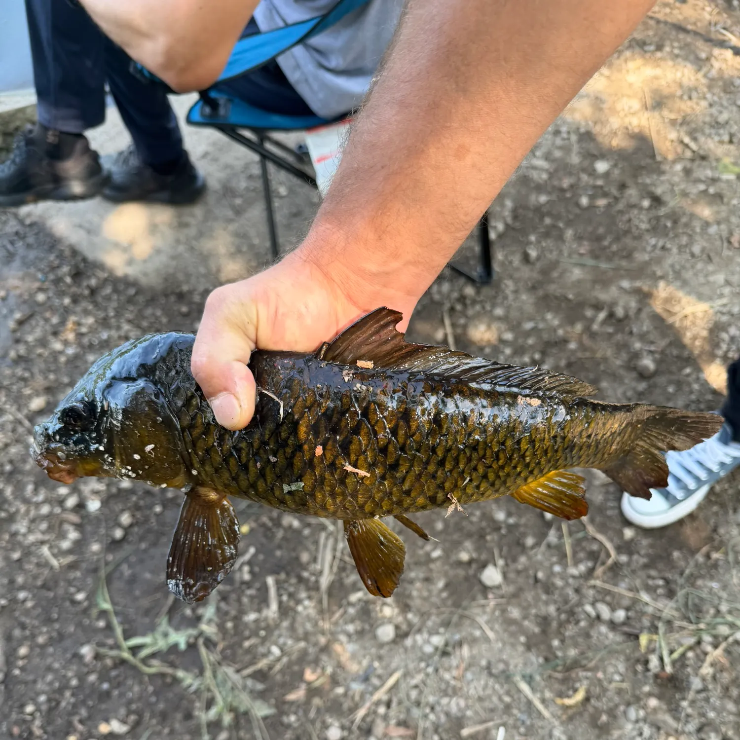 The most recent Common carp catches on Fishbrain