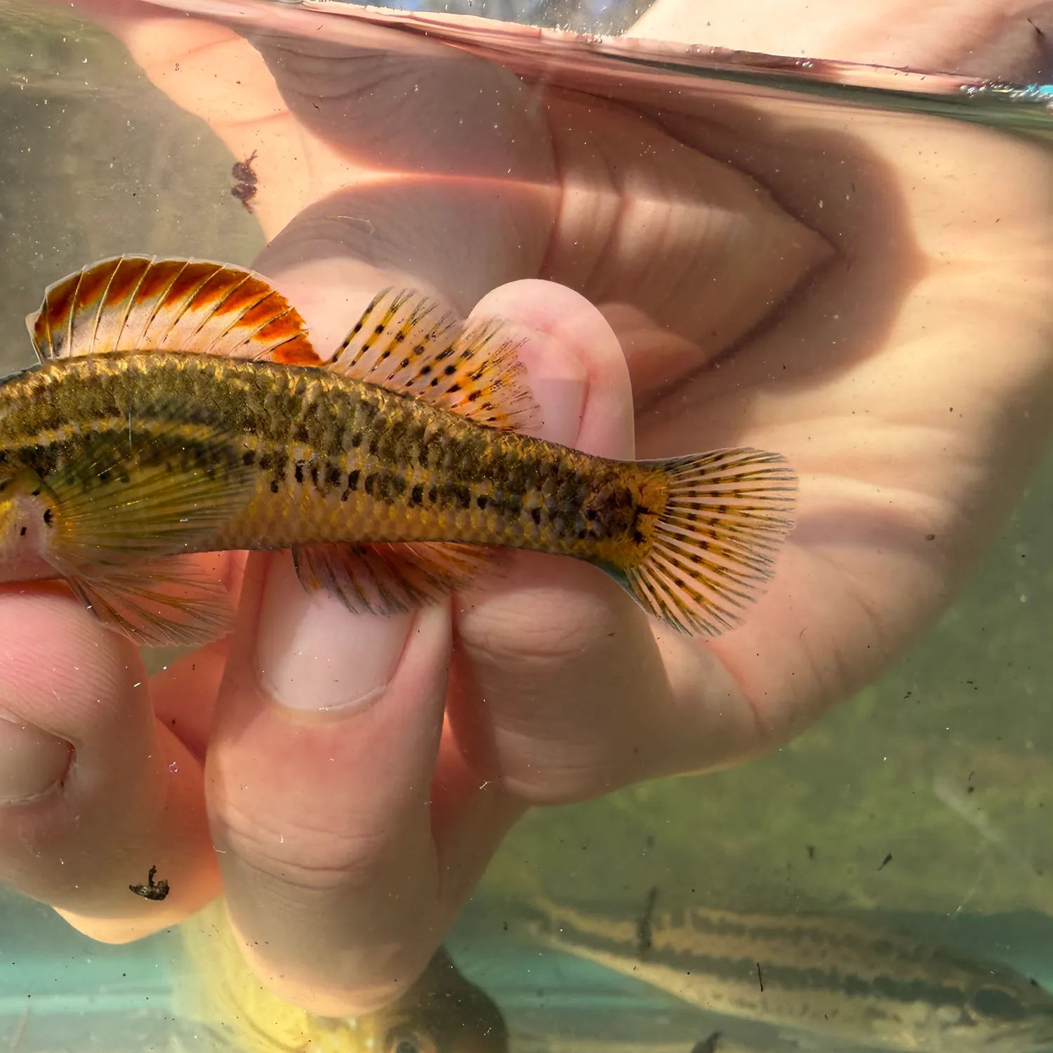 The most recent Cypress darter catches on Fishbrain
