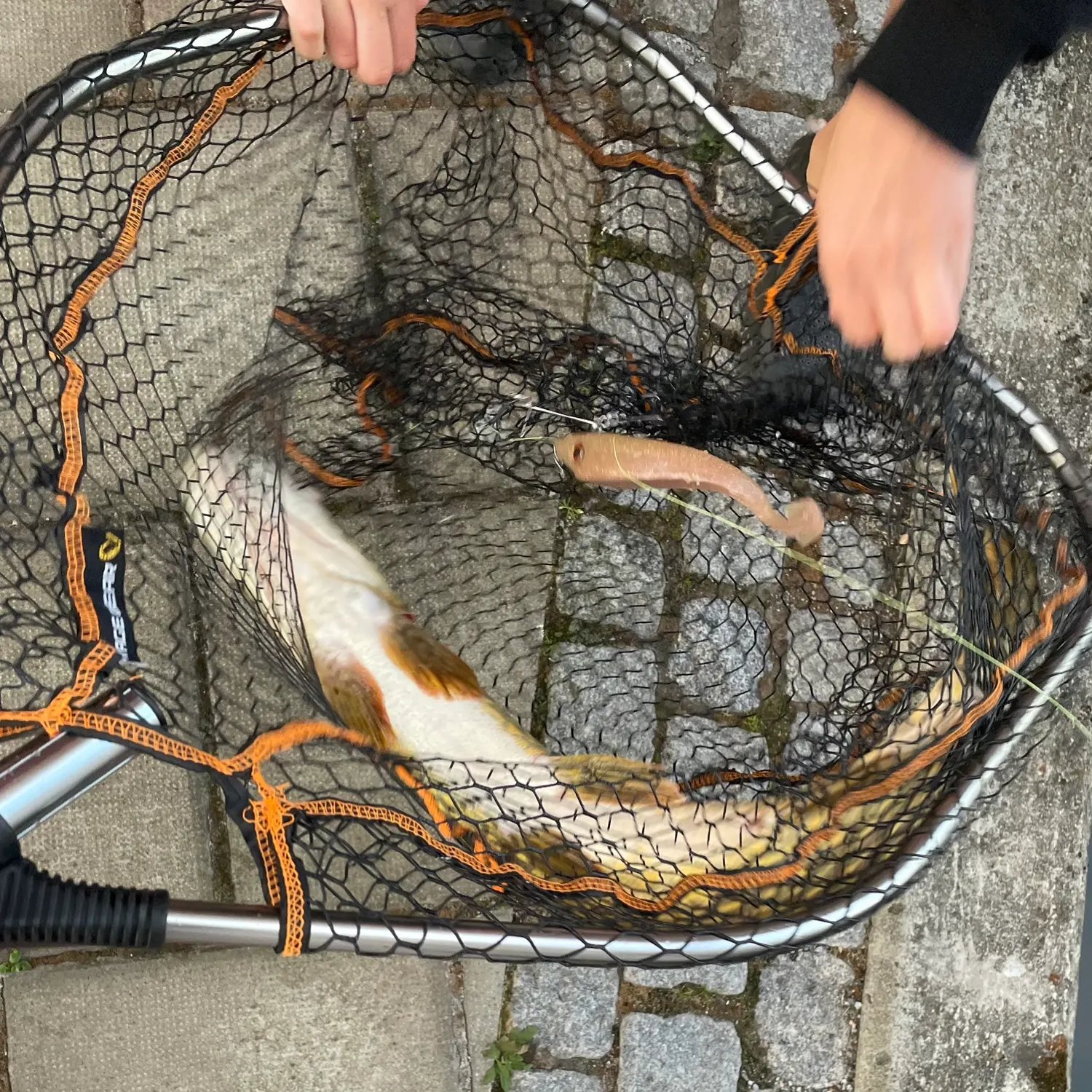 Northern pike caught on Fishbrain