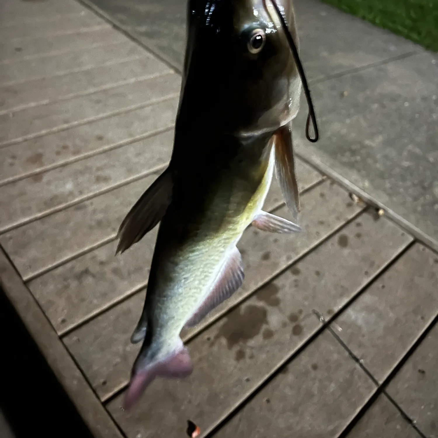 Channel catfish caught on Fishbrain