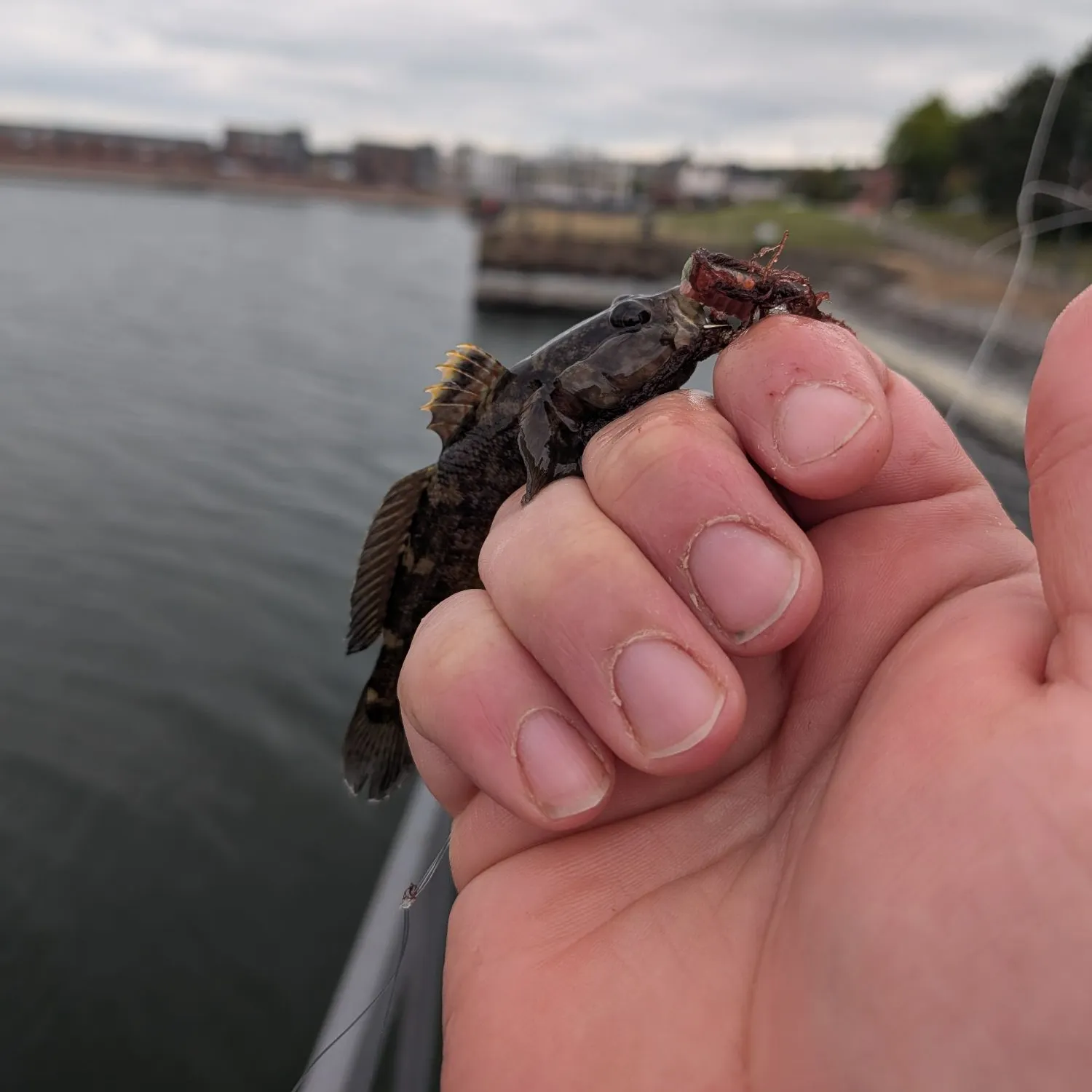 The most recent Rock goby catches on Fishbrain