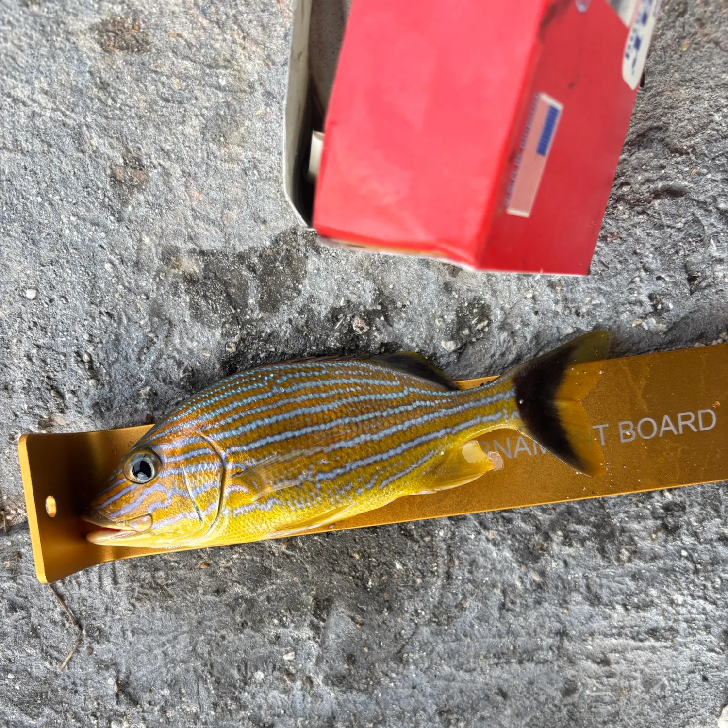 The most recent Bluestriped grunt catches on Fishbrain