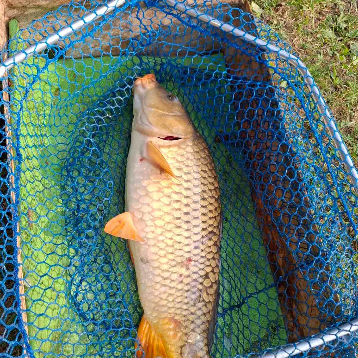 The most recent Common carp catches on Fishbrain
