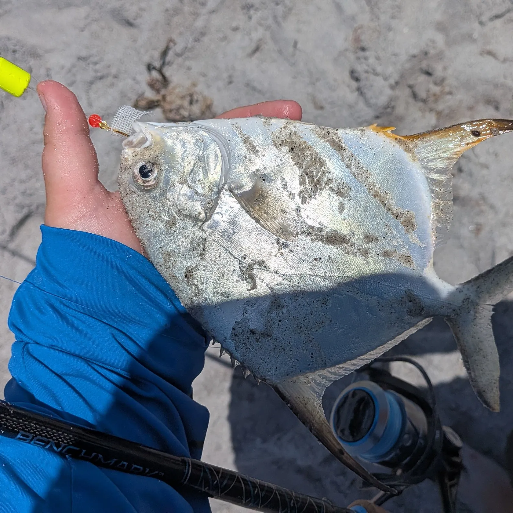 The most recent Permit catches on Fishbrain