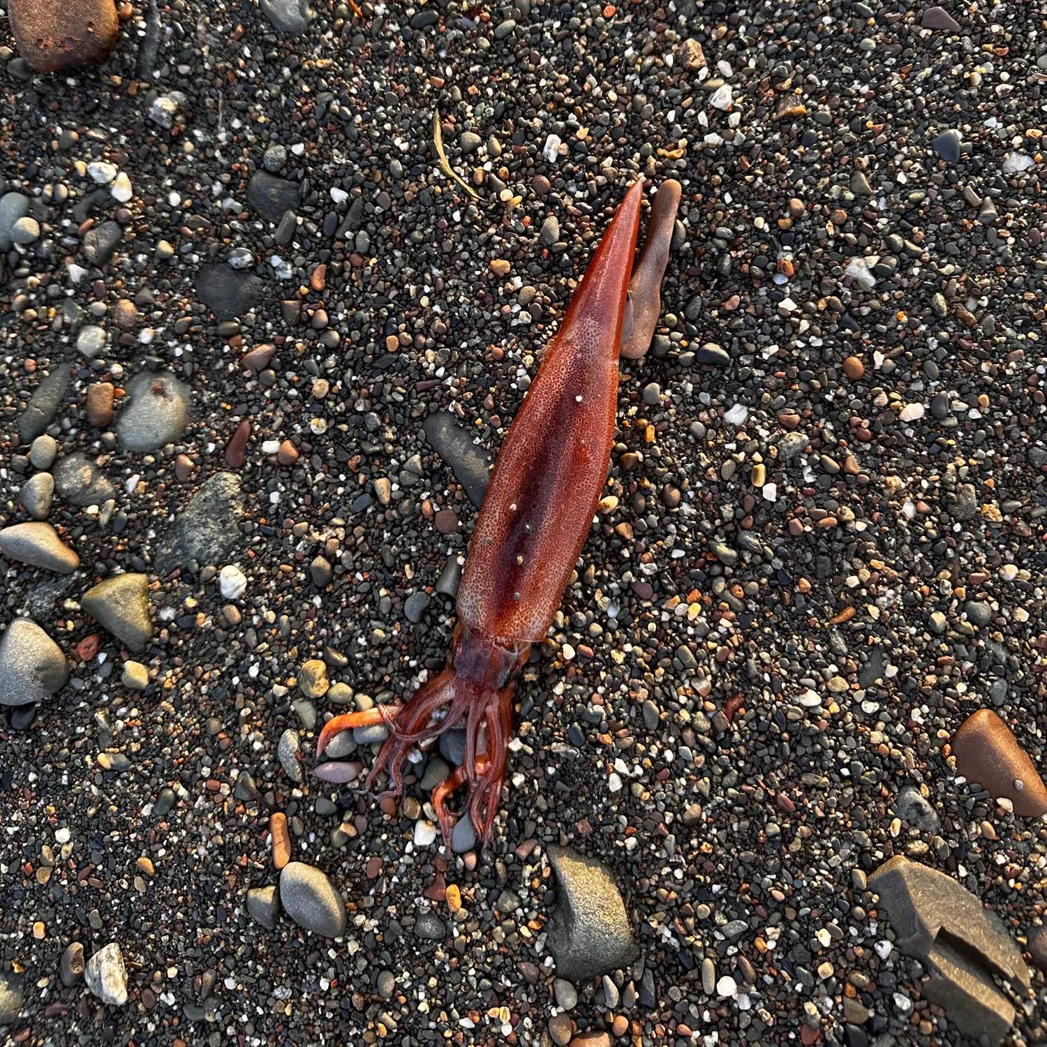 Gould's squid caught on Fishbrain