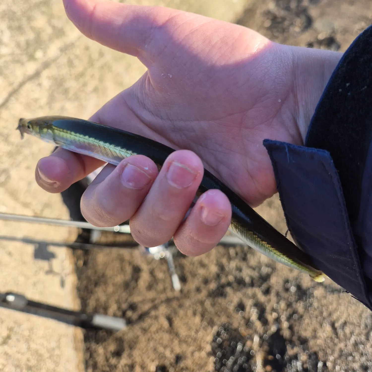 The most recent Great sandeel catches on Fishbrain