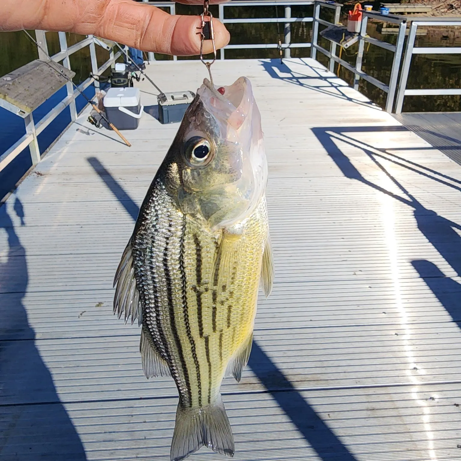 The most recent Yellow bass catches on Fishbrain