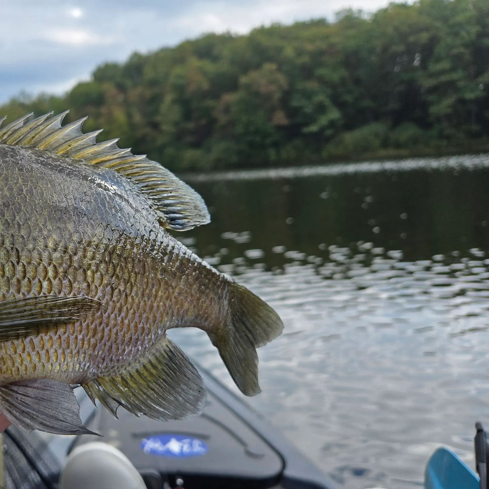 Bluegill caught on Fishbrain