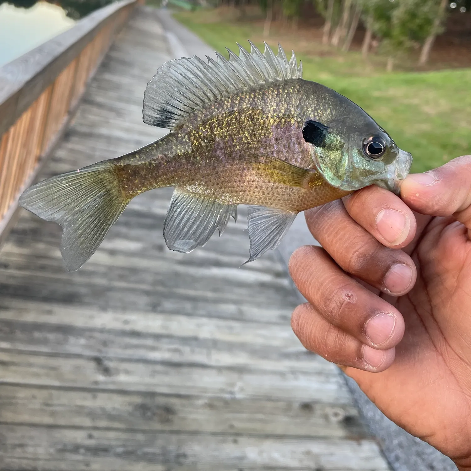 Bluegill caught on Fishbrain