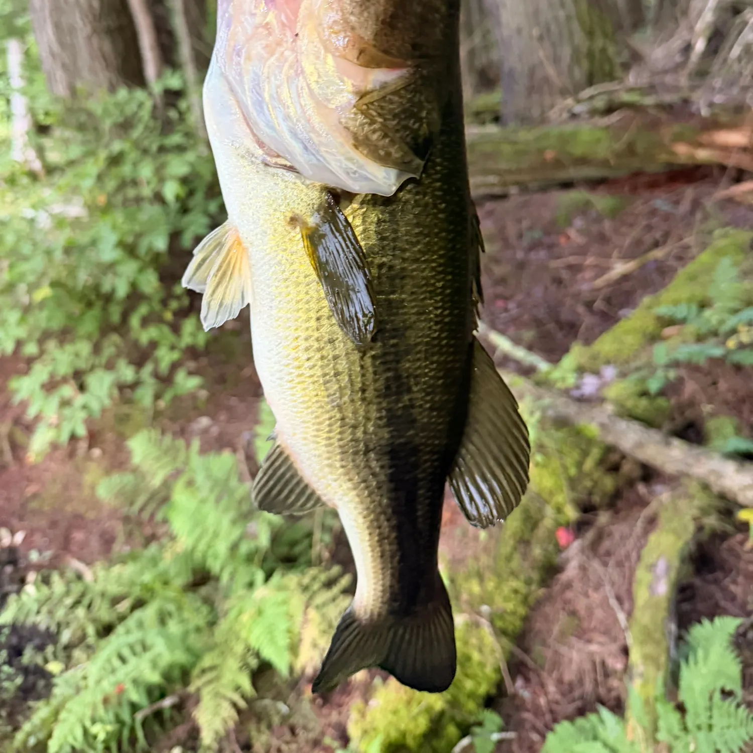 Largemouth bass caught on Fishbrain