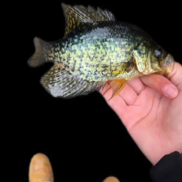 Black crappie caught on Fishbrain