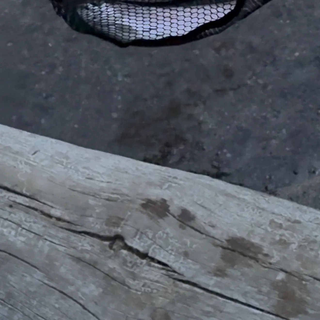 Rainbow trout caught on Fishbrain