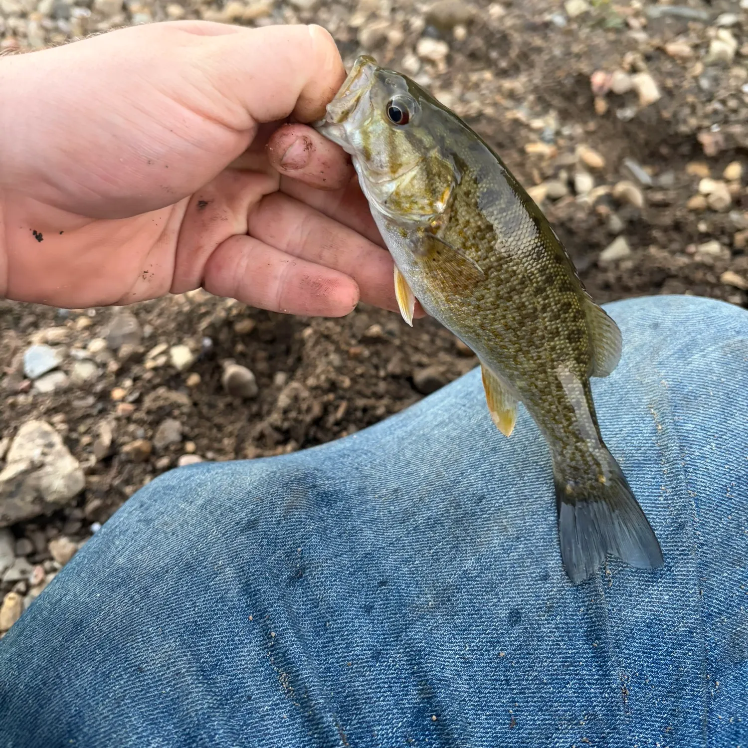 Smallmouth bass caught on Fishbrain