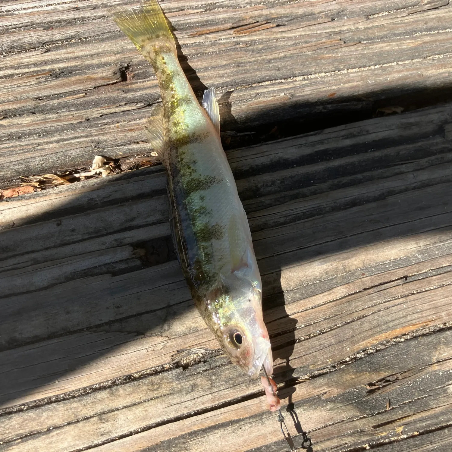 Yellow perch caught on Fishbrain