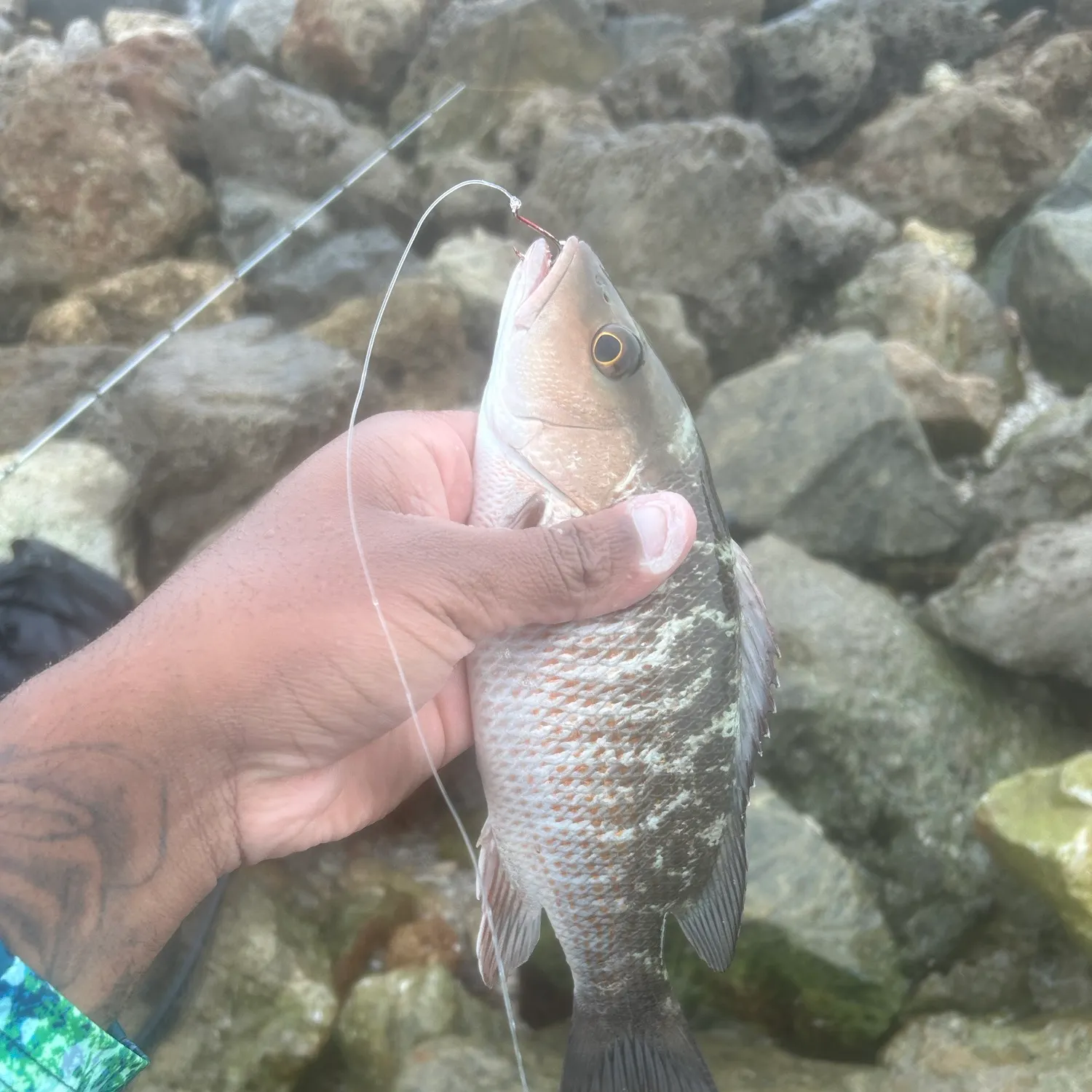 Mangrove snapper caught on Fishbrain